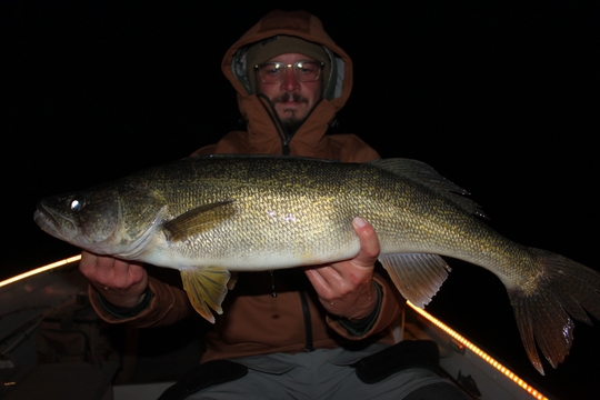 Walleye