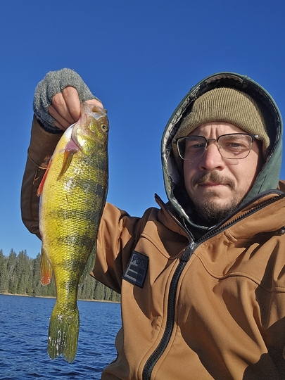 Yellow Perch