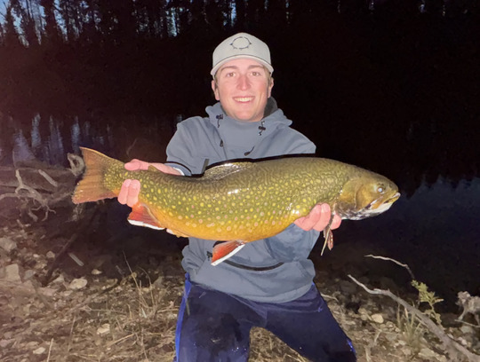 Brook Trout