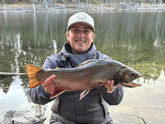 Brook Trout