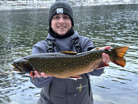 Brook Trout