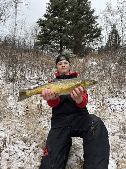 Tiger Trout