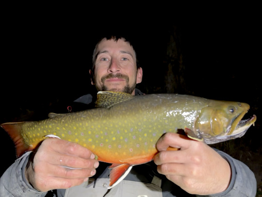 Brook Trout