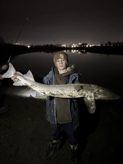 Lake Sturgeon