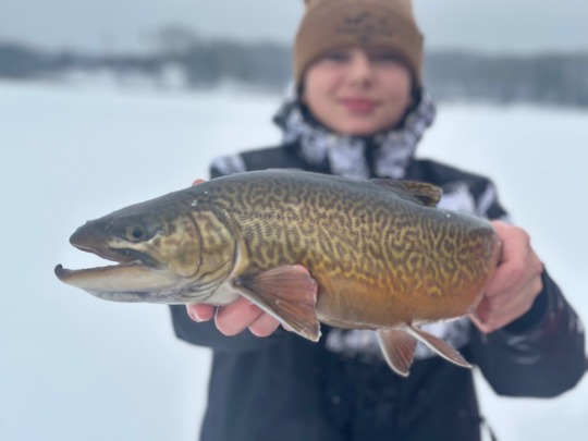 Tiger Trout