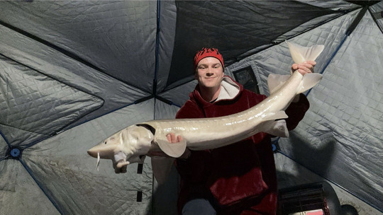 Lake Sturgeon