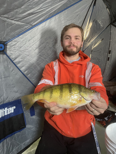 Yellow Perch