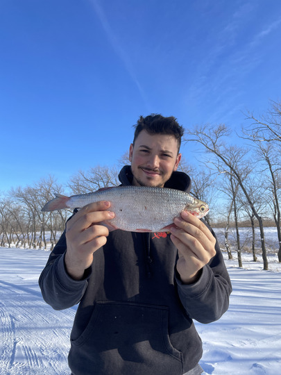 Goldeye