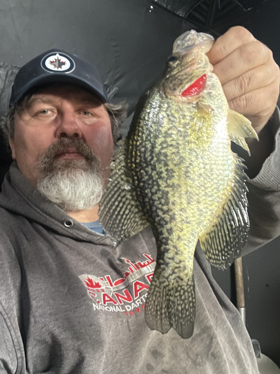 Black Crappie