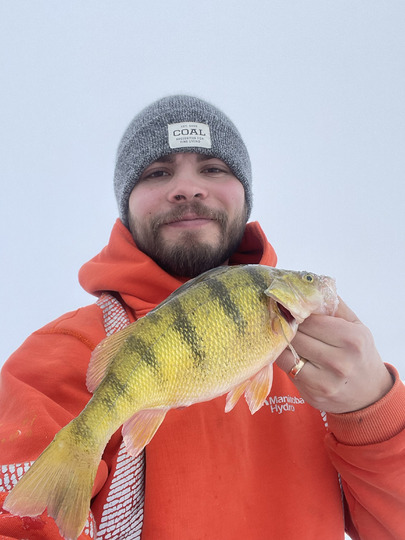Yellow Perch