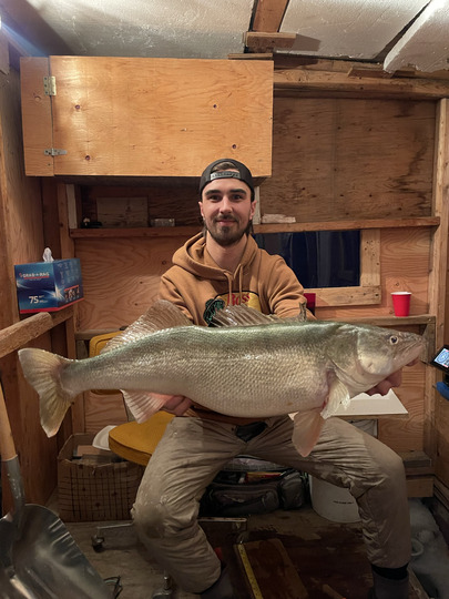 Walleye