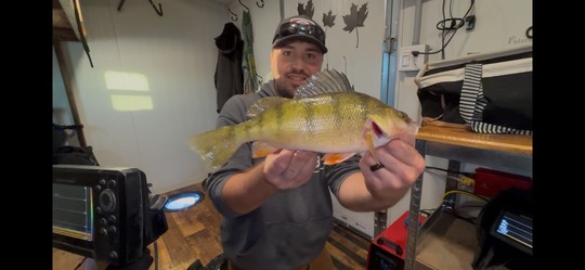 Yellow Perch
