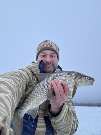 Lake Whitefish