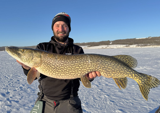 Northern Pike
