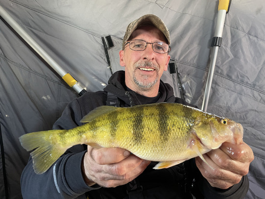Yellow Perch