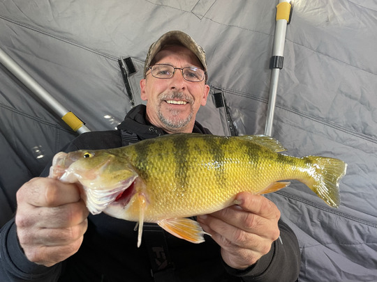 Yellow Perch
