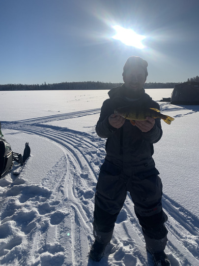 Yellow Perch