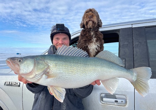 Walleye