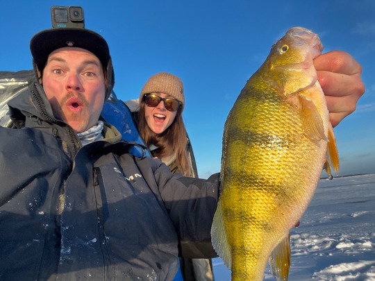 Yellow Perch