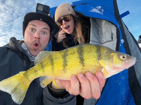 Yellow Perch