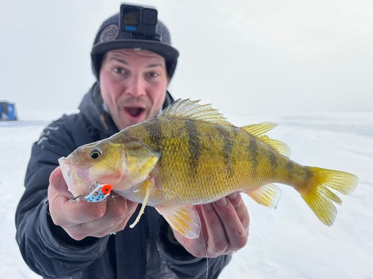 Yellow Perch