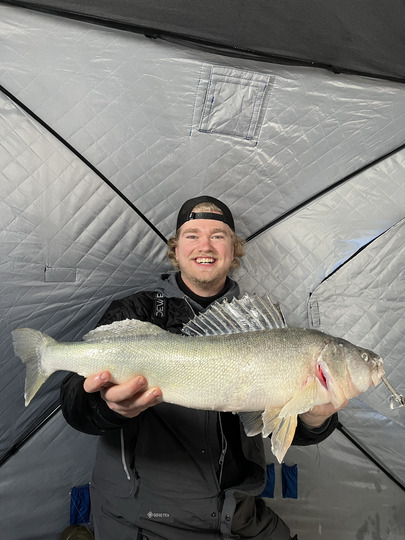 Walleye