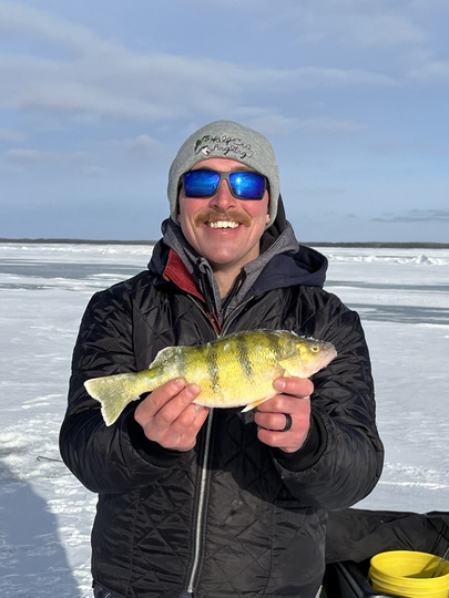 Yellow Perch