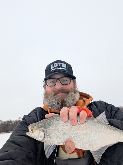 Goldeye