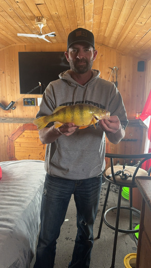 Yellow Perch