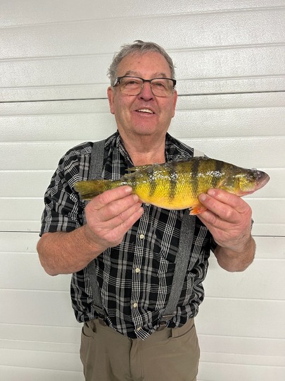 Yellow Perch