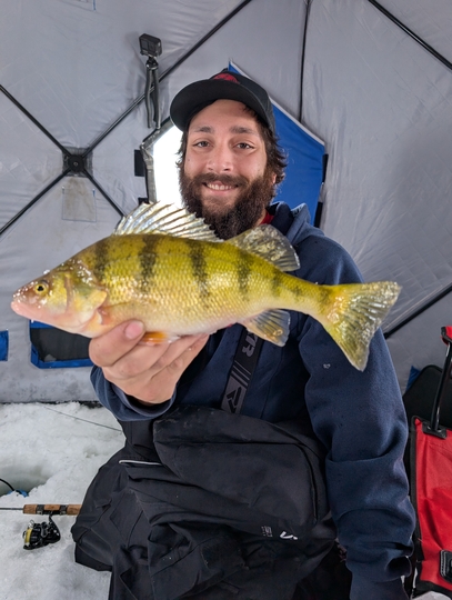 Yellow Perch