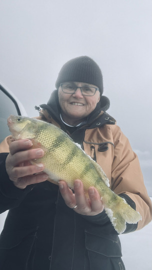 Yellow Perch