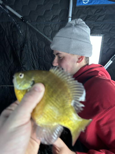 Sunfish