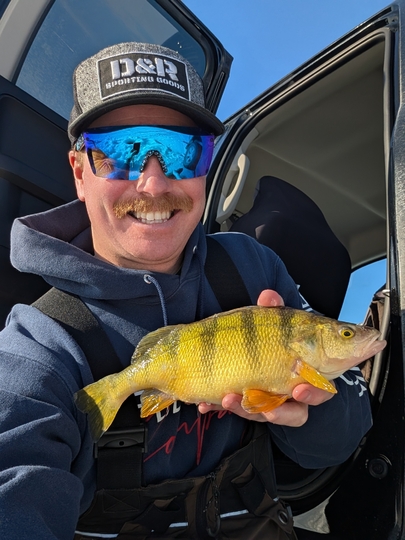 Yellow Perch