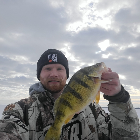 Yellow Perch