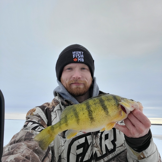 Yellow Perch