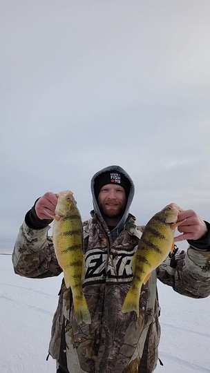 Yellow Perch