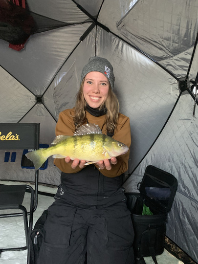 Yellow Perch