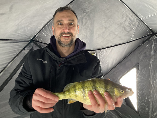 Yellow Perch