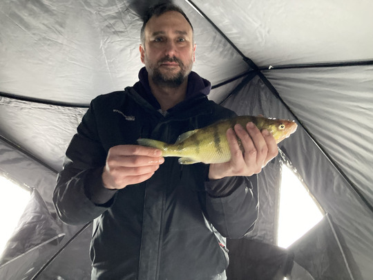 Yellow Perch