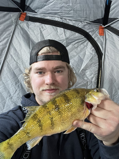 Yellow Perch