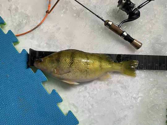 Yellow Perch