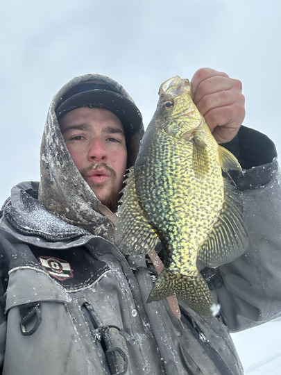 Black Crappie
