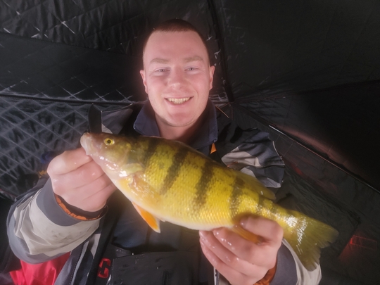 Yellow Perch