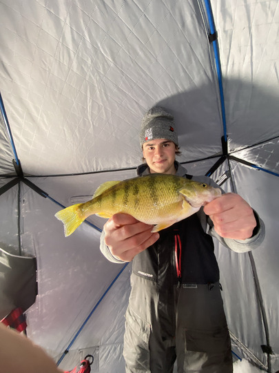 Yellow Perch