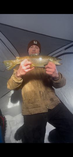 Brown Trout