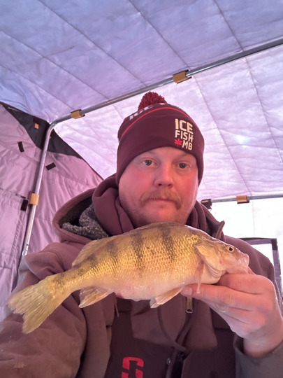 Yellow Perch