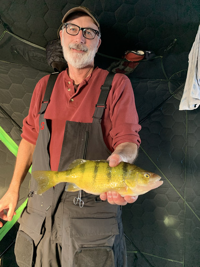 Yellow Perch