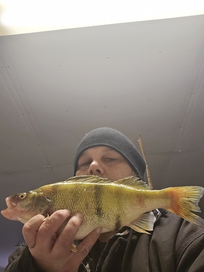 Yellow Perch