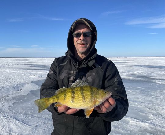 Yellow Perch